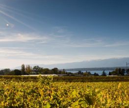 Domaine de la Côte d'Or Bild 13