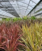 Pépinières Bourquin image 12