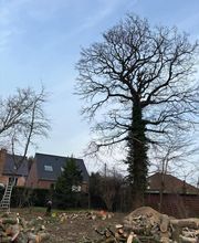 Arbres Verts Outters Outters Xavier image 1