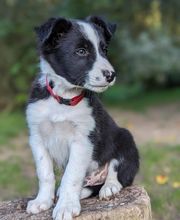 Elevage la Vallée des Petits Bois image 16