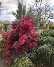 MANO PAYSAGE image 8