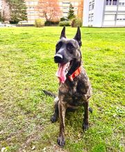 DetectDOG by HDD, Horner Détection Désinfestation sàrl Bild 8