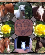 Association Tanka S.O.S Chevaux,Ânes et Poneys. image 5