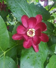 Au Coeur Des Plantes image 6