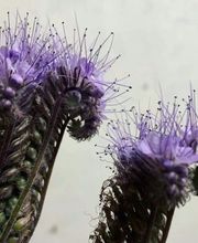 Bluemewerk Stoll Kerstin Bild 10