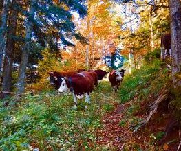 Winterhalterhof Bild 5