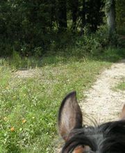 Cheval Nature image 3