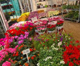 Ingo Salzmann Blumen und Mehr Bild 5