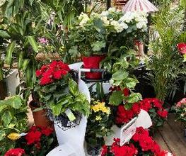 JARDILAND image 5