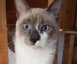Pas Chiens Pas Chats image 7