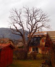 Terrier Moïse image 4