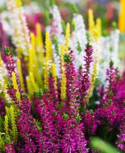 FLORISTIK
Innerhalb des Marktes befindet sich ein Florist. Hier erhalten Sie viele schöne und farbenfrohe Varianten an Blumen. Auch ideal als Geschenk!