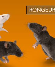 A L'ATTACK.SHOP Boutique anti-nuisibles image 5