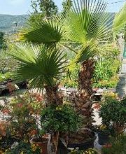 Villaverde Rocchietta Jardinerie Animalerie Le Beausset image 7