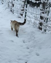 Chatterie Panthera du Maquis image 2