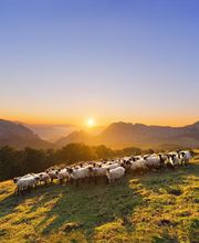 Odysway - Voyagez en immersion image 2