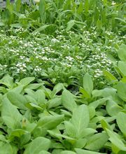 La Planterie image 6