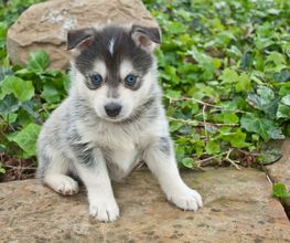 Reinado Canino imagen 20