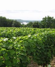 Domaine Roger Pabiot image 2