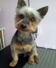 À la Maison du Toilettage image 8