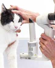 Marigin Tierklinik - 24 Std. Notfalldienst - Zentrum für Tiermedizin Bild 11