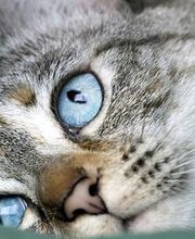 Germantown Hills Animal Hospital image 20