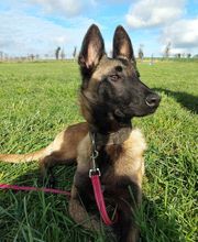 Binôme A 3 Education Canine image 2