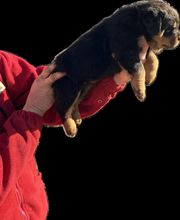 Elevage Des Princes De L'albinol image 1