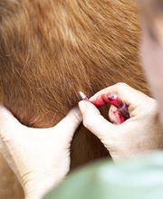 Serveis Veterinaris Esparreguera imagen 5