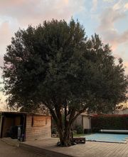 Espaces Verts Occitan image 7