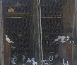 Les Pigeons de Mios image 3