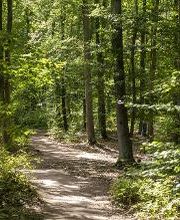 FriedWald Oberau Bild 8