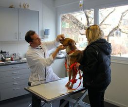 Tierärztliche Gemeinschaftspraxis Lindenmatte AG Bild 10