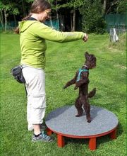 Hundeschule Amperland Ihre mobile Hundeschule bei FFB Bild 6
