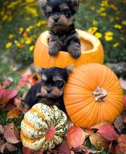 La Pouponnerie image 18