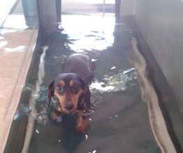 Dog Ways Hundecenter Bild 3