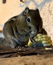 Erlebniswelt Seeteufel Bild 7