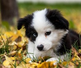 Reinado Canino imagen 6