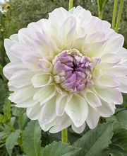 Blumen Grütter Bild 8