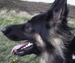 Zois Hundeschule Bild 1