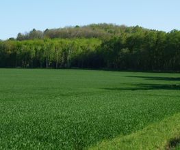 Blick auf das Waldstück "am Spitzberg".