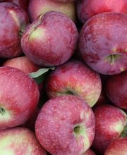 Sunrise Orchards image 1