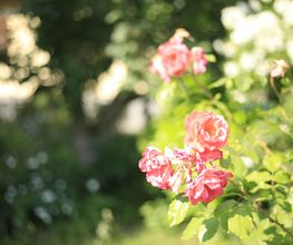 Elztal Gartenbau Bild 57