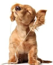 Hörakustik Nessel Bild 2