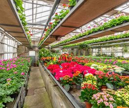Fleurs Stempfler image 14
