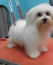 La Bichonnerie Henin image 16