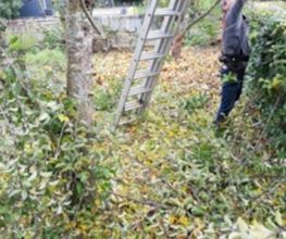 Pfister Obstbaum- und Gartenpflege Bild 9