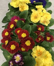 Langjährige Mitarbeiter, die bereits seit vielen Jahren in der grünen Branche tätig sind, setzen sich mit Ihrer Erfahrung und Ihrem Wissen für Ihre Interessen ein und sind jeden Tag aufs neue bestrebt, dem hohen Qualitätsanspruch der Kunden in Bezug auf Frische der Blumen gerecht zu werden und gleichzeitig einen fairen Preis zu bieten.