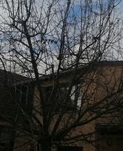 Baumflüsterer Hoffmann Bild 10