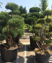 Saalebaumschule Bild 3